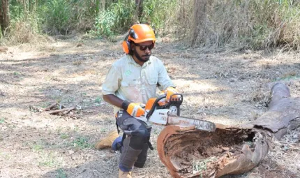Caption: Dereece Gray chain sawing fallen tree as part of cultural preservation of the Nudgee waterholes.