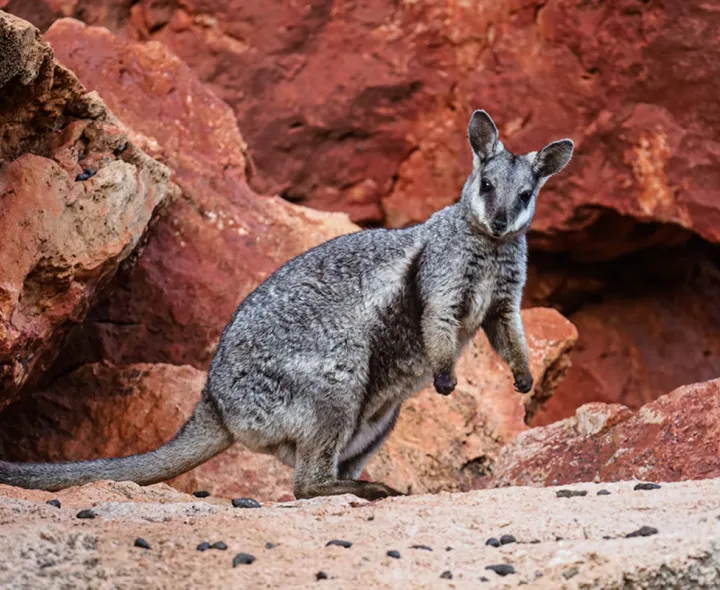 ​Caption: The black-footed rock wallaby is listed as Vulnerable under national environment law and is found in several Indigenous Protected Areas (IPAs) across Australia.​ 