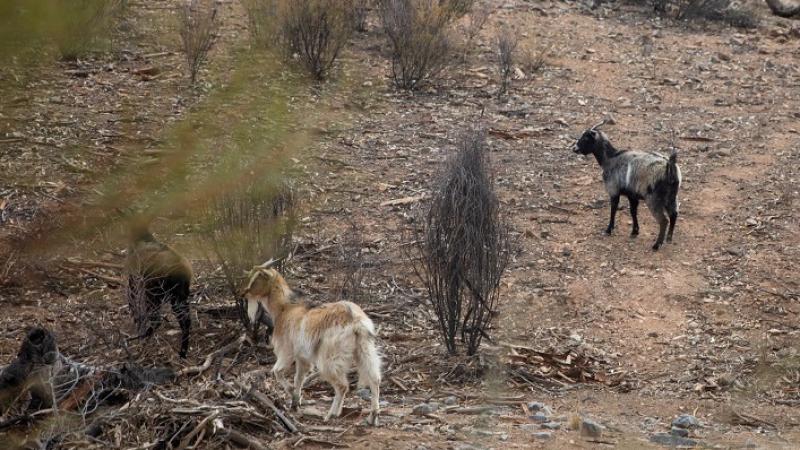 Three goats on a dry hillside amongst small trees and bushes.
