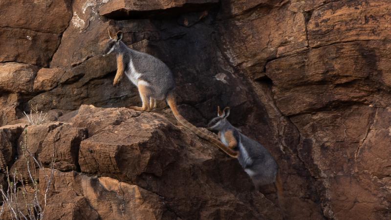 Two wallabies stand on a brown rock face. They have yellow legs and feet, grey back and white belly with a long mainly yellow tail.